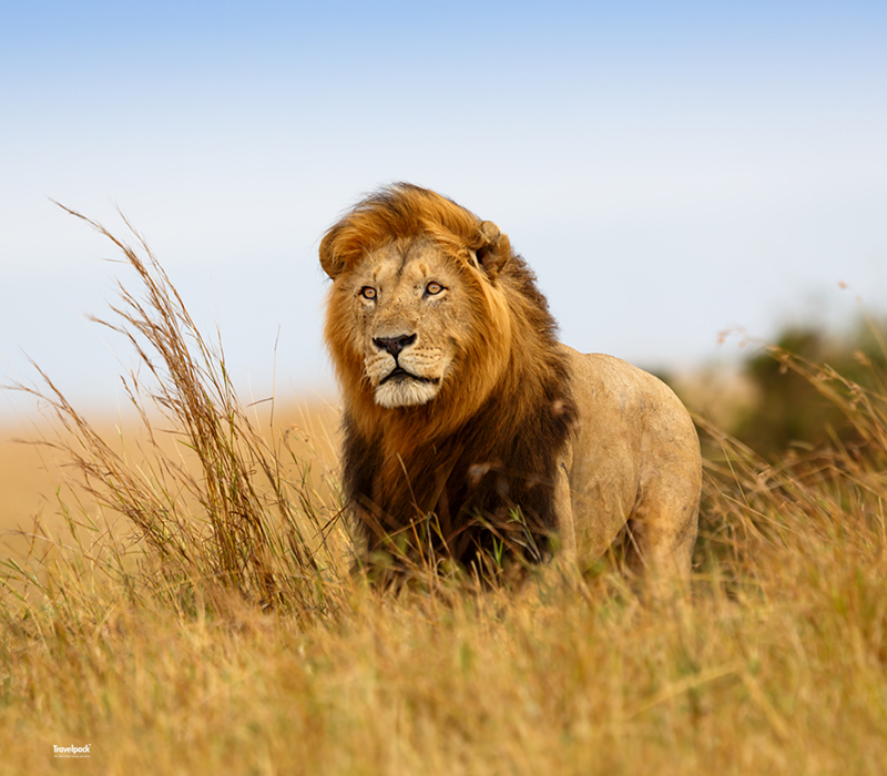 Lion in tall grass