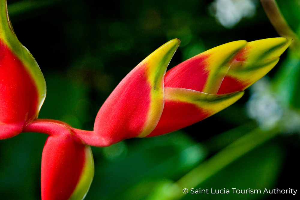 Plant-Saint-Lucia-Tourism-Authority-16May23