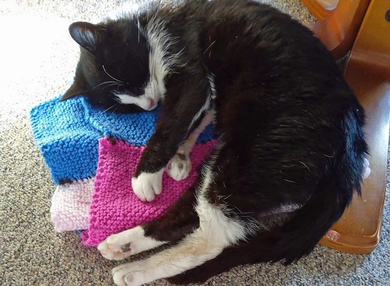Holly curled with blanket. Credit Cats Protection