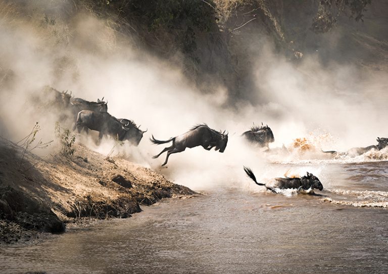 Masai Mara, Wildebeest Migration