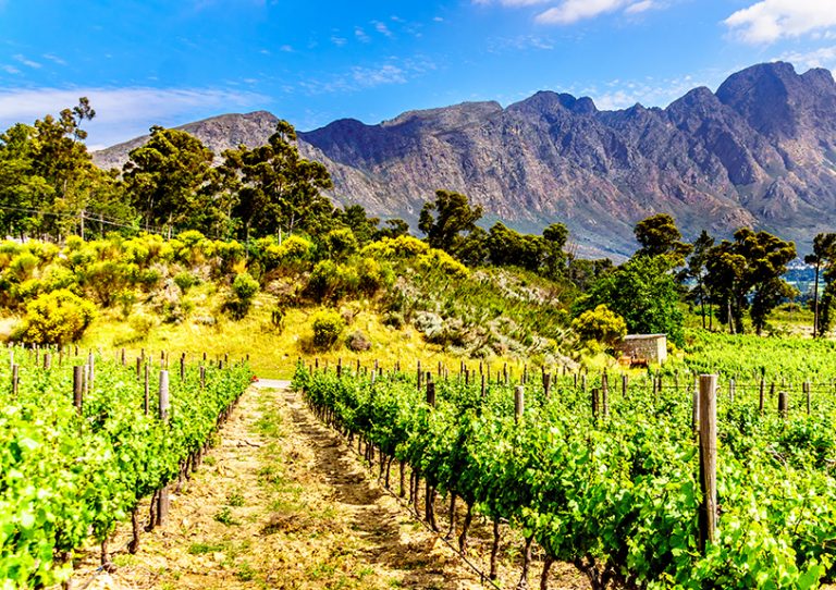 Winelands in Franschhoek Valley, South Africa.