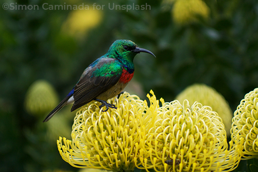 A Bird sits atop a flower
