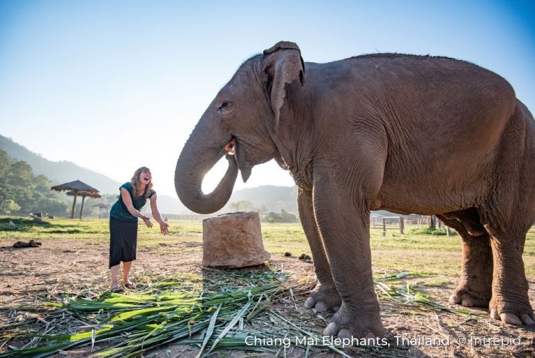 Intrepid Travel- Thailand-chiang-mai-elephants-5179
