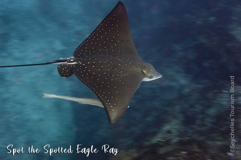 Seychelles Exploring Eden JanFeb21 STB 5 Spotted eagle ray-large credit