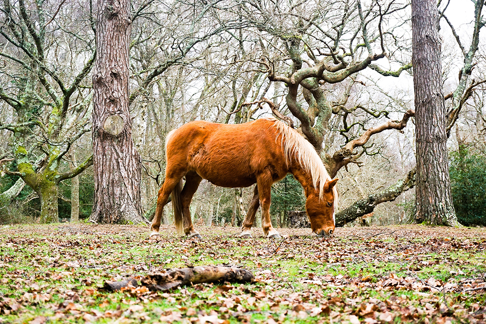 a wild horse grazing on grass in front of some tress with twisted branches in Matley Wood, New Forest UK.