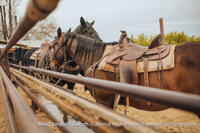 Horses at MacDonlad's Ranch Scottsdale Arizona 14Jul21