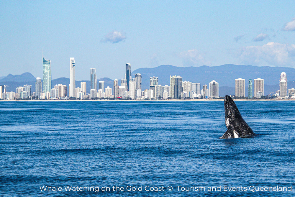 Whale watching on the Gold Coast