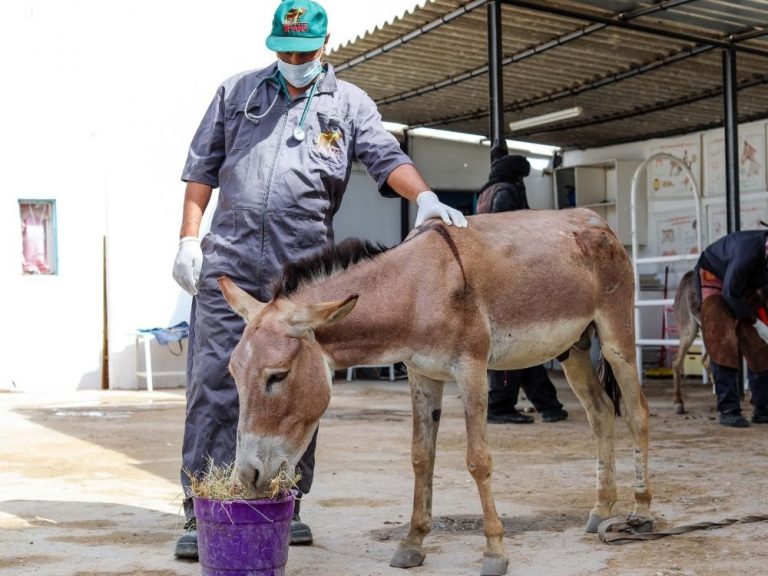 SPANA Feeding Donkey 21Oct21