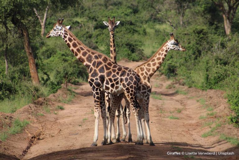 Giraffes Lisette Verwoerd Unsplash Uganda 11Jan22