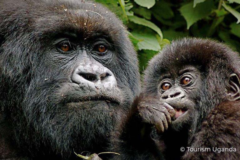 Parent and child gorilla Uganda 11Jan22