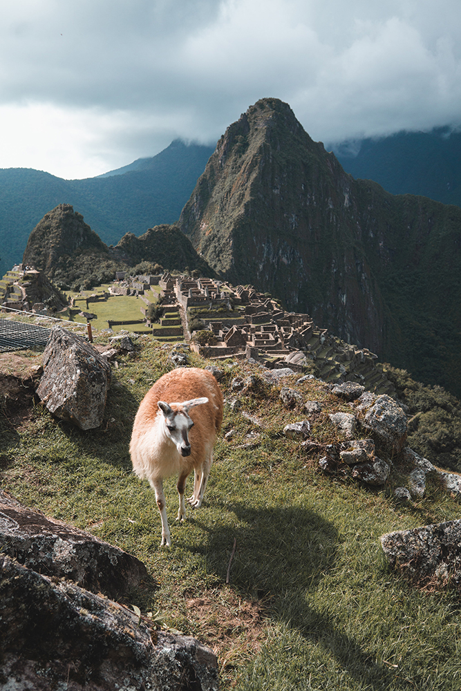 A Llama wanders around Machu Picchu, Peru
