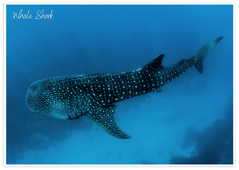 5 Whale Shark October Go Your Own Way Low Season Feature MarAp22 01Mar22