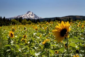 Grateful Vineyard Sunflowers, Oregon 14April22