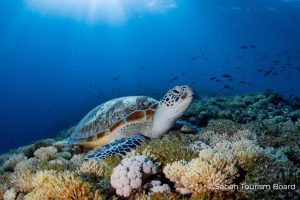 Turtle Sabah Tourism 21Apr22