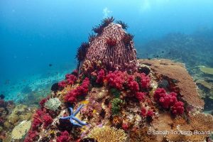 Underwater Sabah Tourism 21Apr22