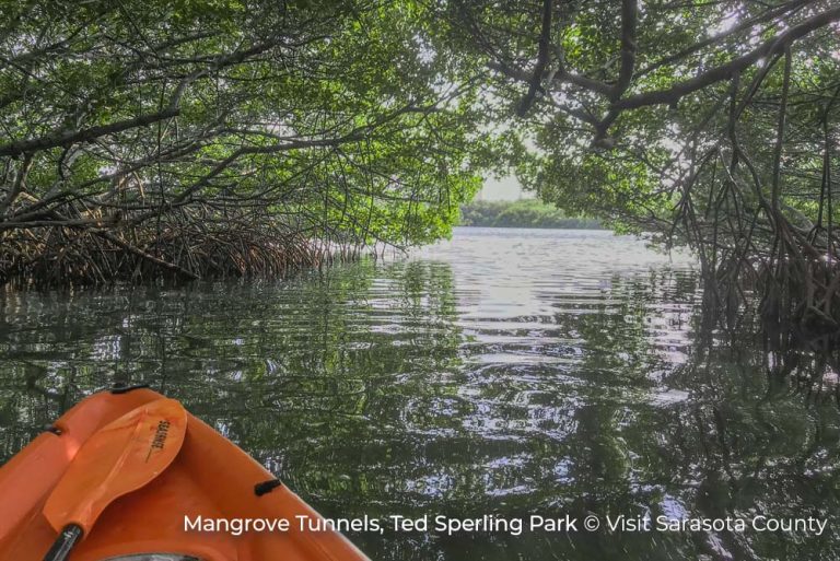 Mangrove Tunnel ted Sperling Park Visit Sarasota County 10Jun22