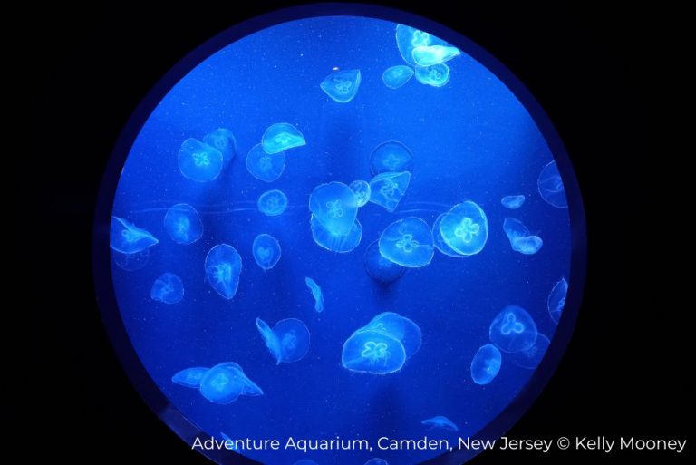 New Jersey Delaware River Region Adventure Aquarium Kelly Mooney 27Jun22