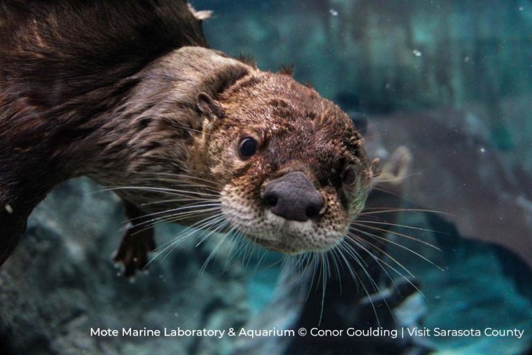 North American River Otter Mote Marine Laboratory & Adquarium Visit Sarasota County 10Jun22