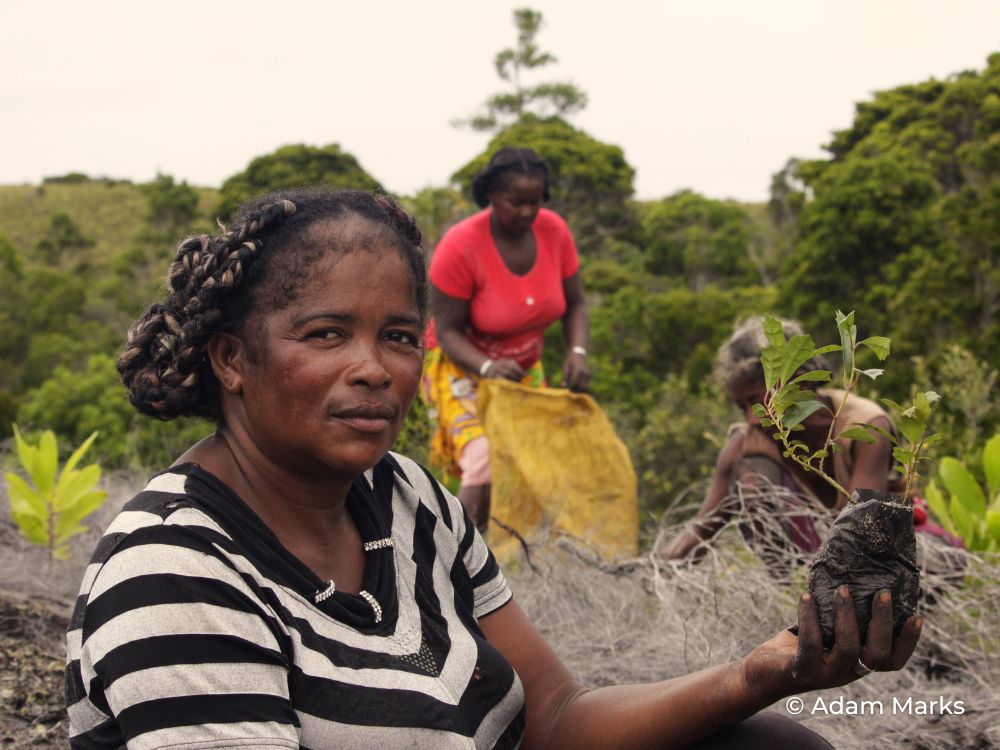 SEED Madagascar Project Ala Seedling Planting