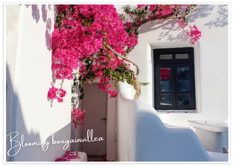 Mykonos bougainvillea Greece Feature SeptOct Issue 12 30Aug22
