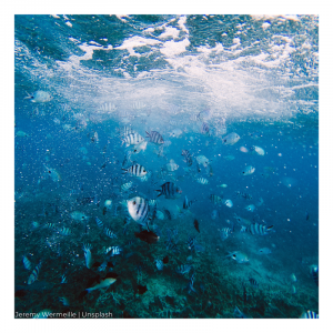 Swimming with the fishes GTK Mauritius SeptOct Issue 12 07Sep22