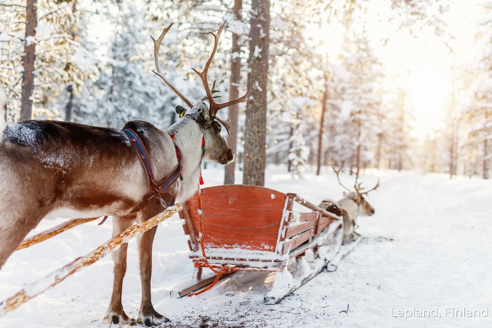 Reindeer Sleigh Lapland Finland Lizzis Luxury Edit 18Oct22