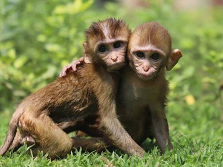 Hugging Monkeys Wildlife SOS 28Nov22