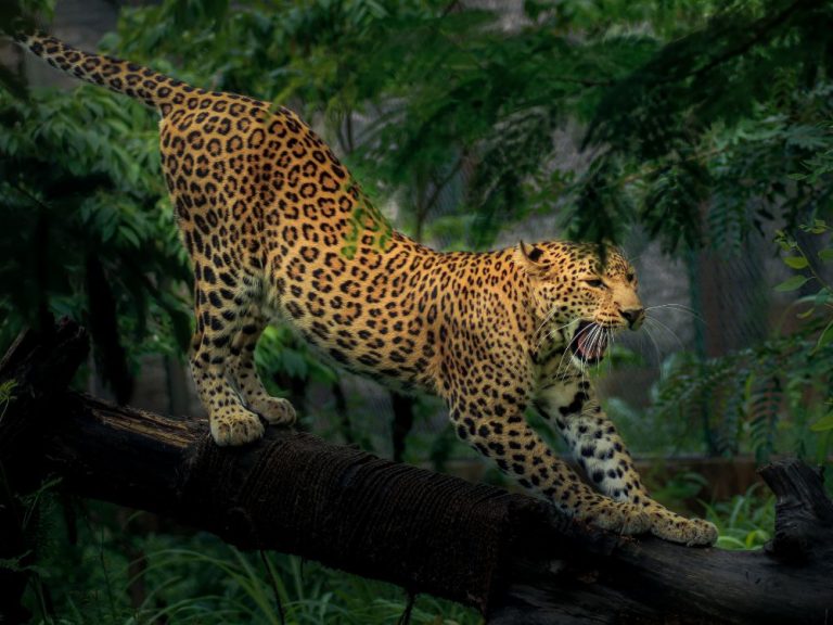 Wild Jaguar Support Project Wildlife SOS 28Nov22