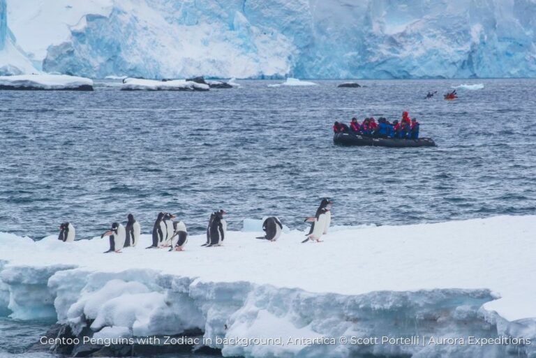 Gentoo Penguins with Zodiac in background, Antartica Aurora Expeditions 15Dec22