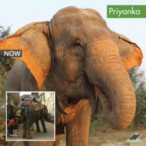 Priyanka Now & Then Wildlife SOS