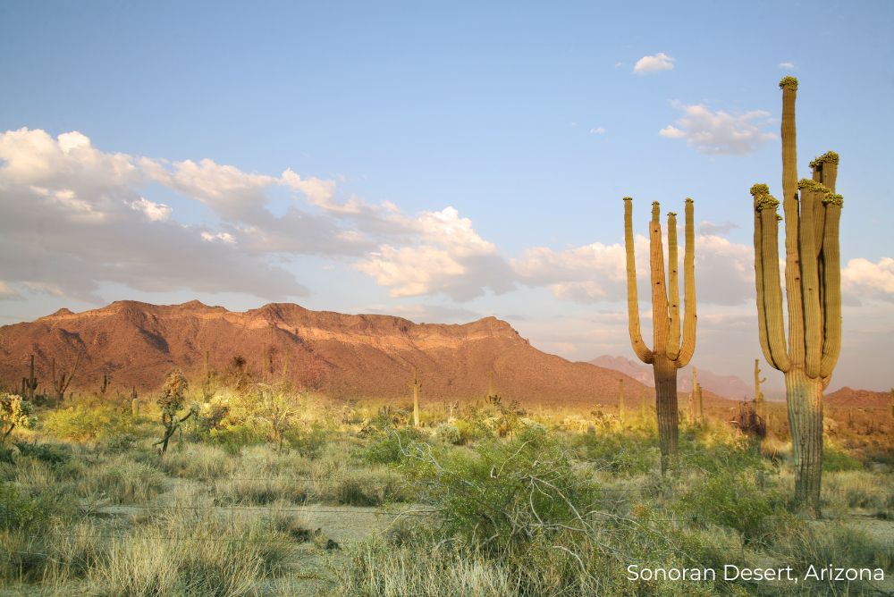 Sonoran Desert, Arizona 13Dec22