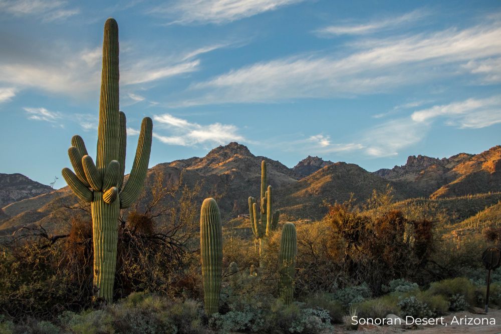 Sonoran Desert, Arizona Cacti 13Dec22