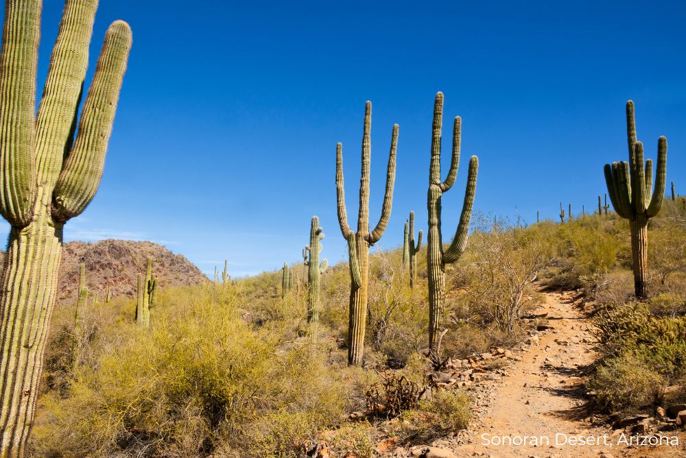Sonoran Desert trail, Arizona Cacti 13Dec22
