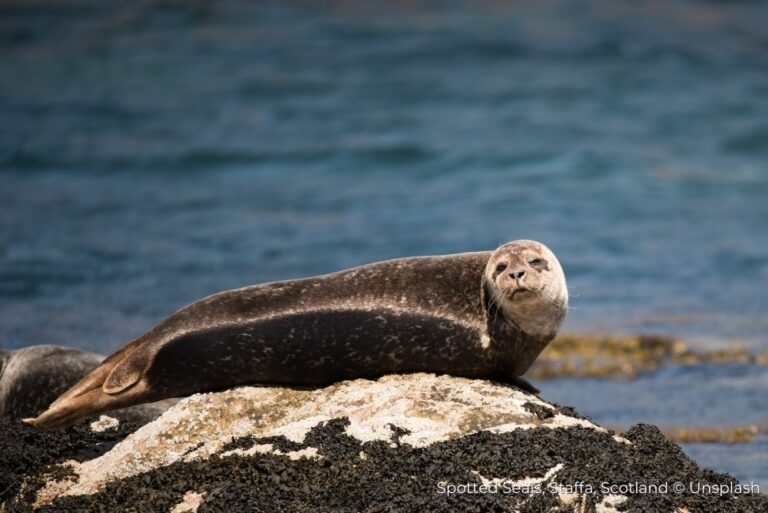 Spotted seals, Staffa, Scotland Aurora Expeditions 13Dec22
