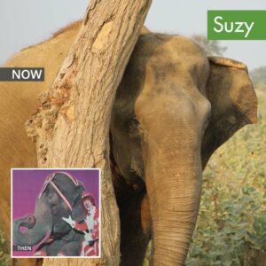 Suzy previously a circus animal Now & Then Wildlife SOS