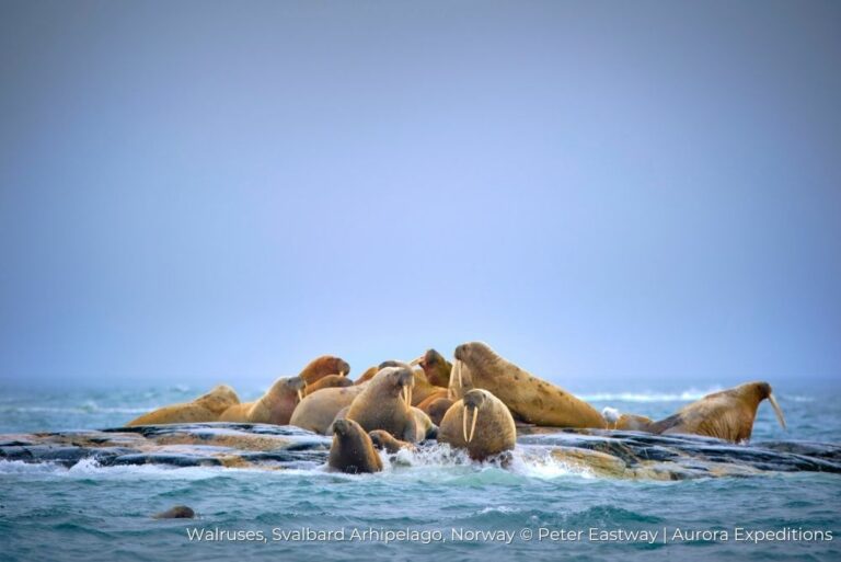 Walruses, Svalbard Archipelago, Norway Aurora Expeditions 13Dec22