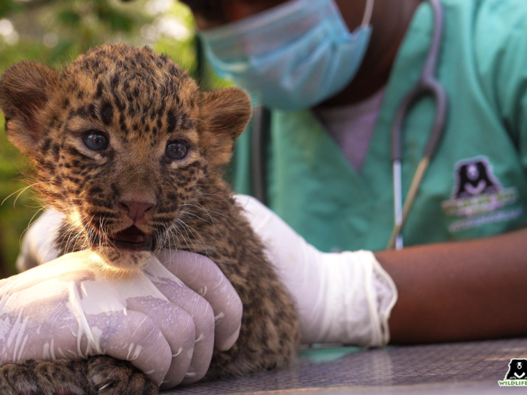baby leopard - vets Wildlife SOS 08Dec22