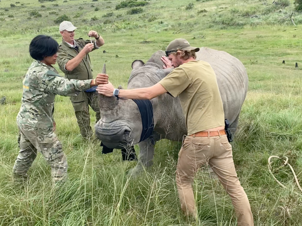 catching a rhino Helping Rhinos 06Dec22