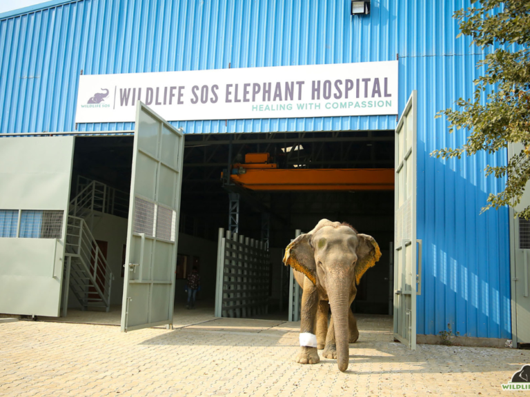 elephant hospital Wildlife SOS 08Dec22