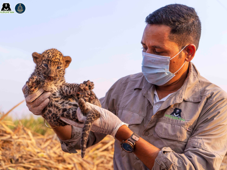 holding baby leopard Wildlife SOS 08Dec22
