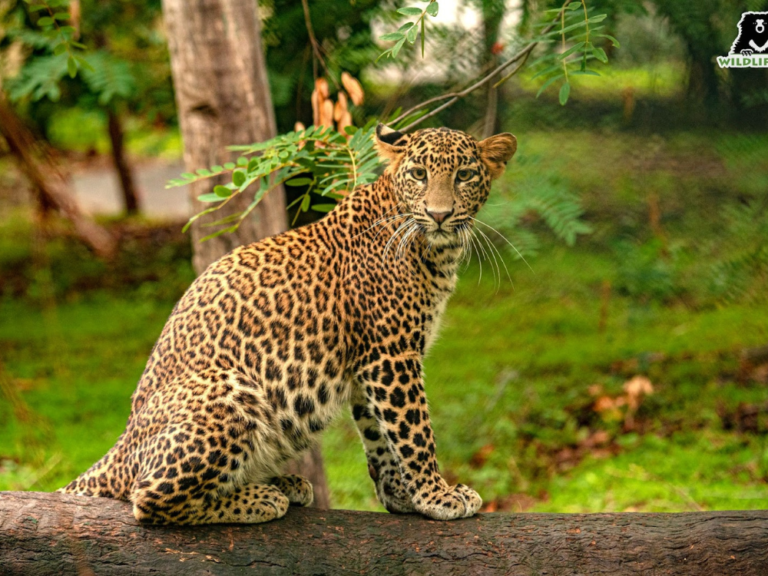 leopard posing Wildlife SOS 08Dec22