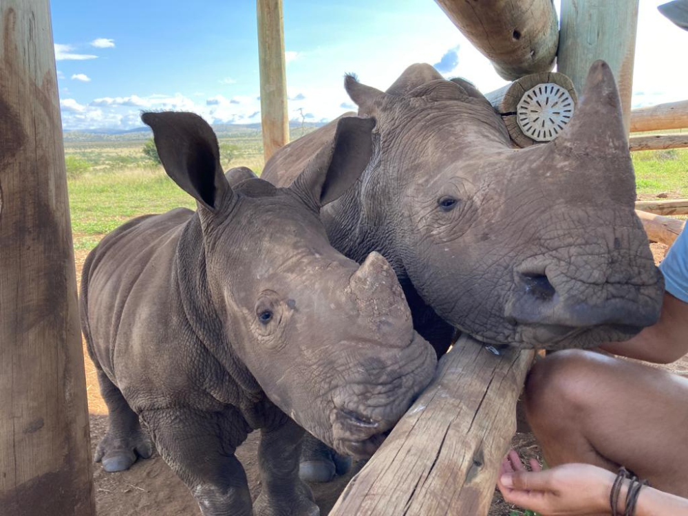 petting rhinos Helping Rhinos 06Dec22