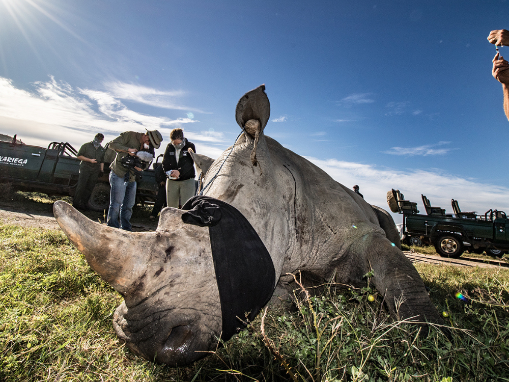 tied up rhino Helping Rhinos 06Dec22