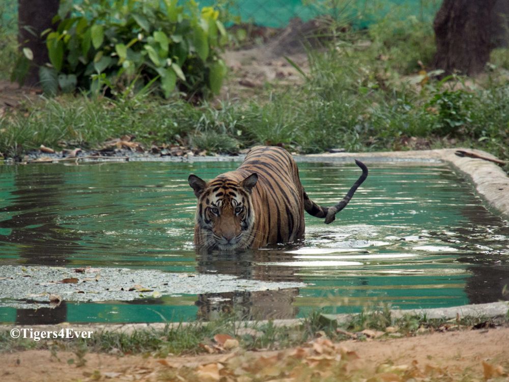 Tigers4Ever waterhole 28Feb23
