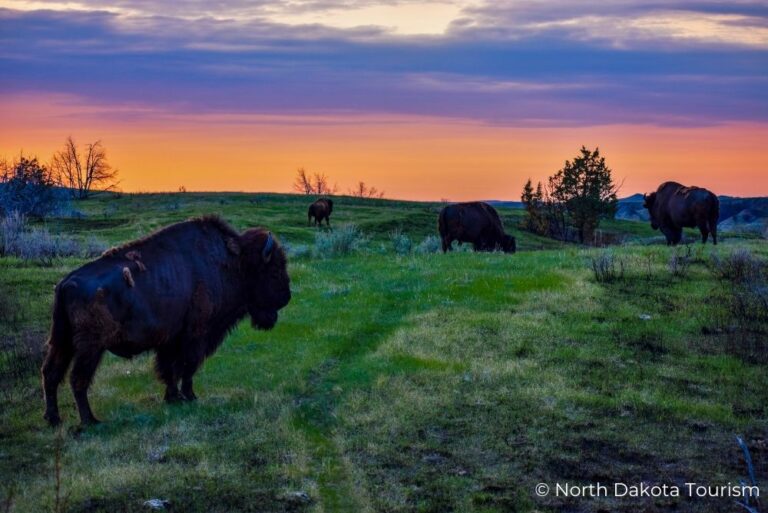 Great American West Bison North Dakota Tourism 22March23