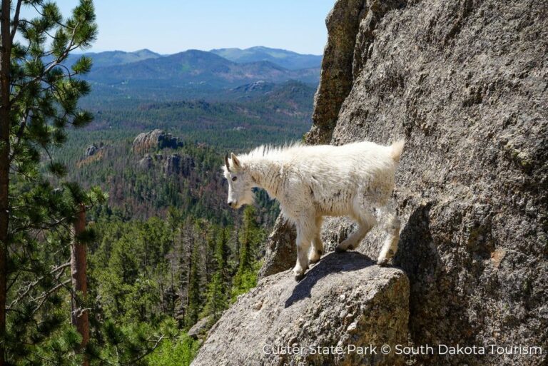 Great American West Mountain Goat Custer State Park South Dakota Tourism 28March23