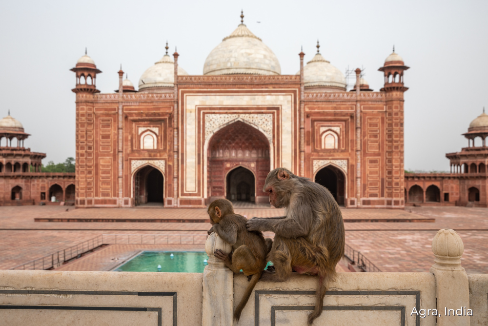 Agra, India - Wildlife SOS Golden Triangle Tour 13Apr23
