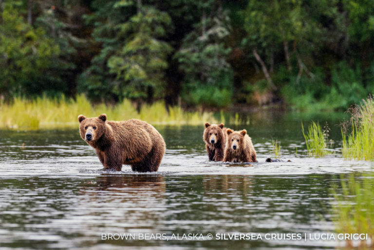 Brown Bears, Alaska cc Lucia Griggi Silversea Cruises 13Apr23