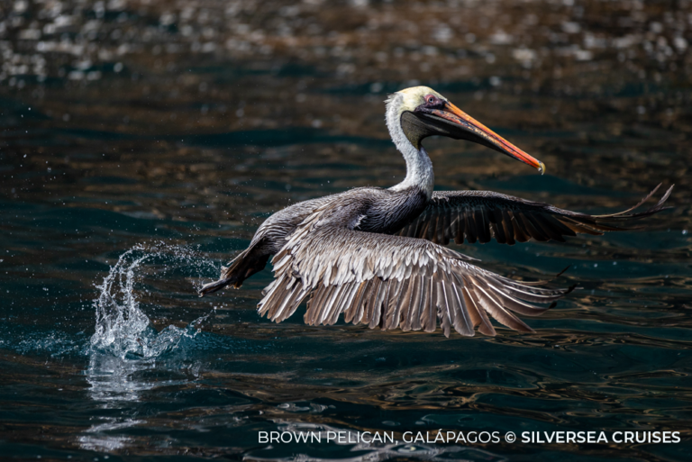 Brown Pelican Galapagos cc Silversea Cruises 13Apr23