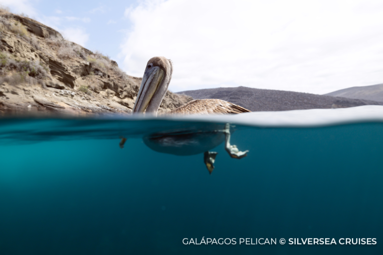 Galapagos Pelican Silversea Cruises 13Apr23